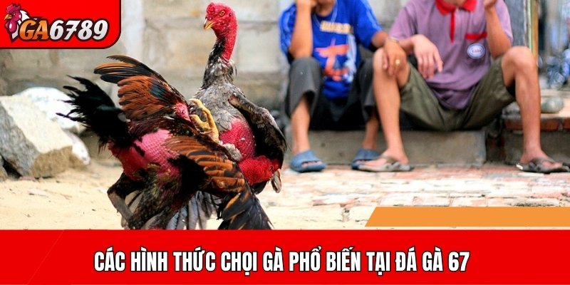 Các hình thức chọi gà phổ biến tại đá gà 67