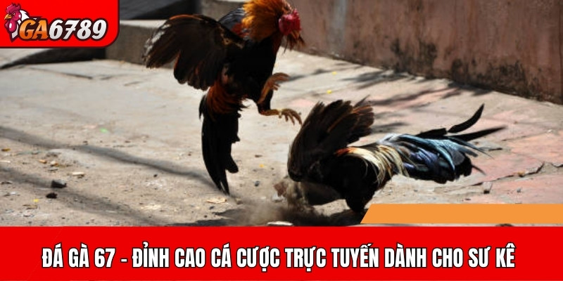Đá gà 67