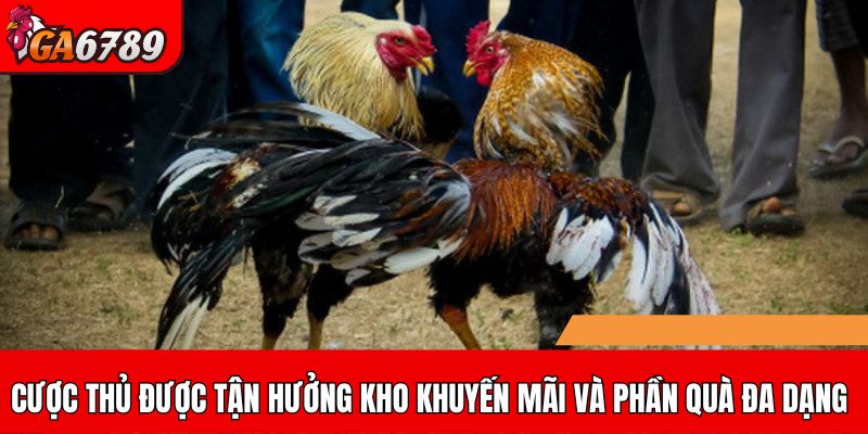 Cược thủ được tận hưởng kho khuyến mãi và phần quà đa dạng