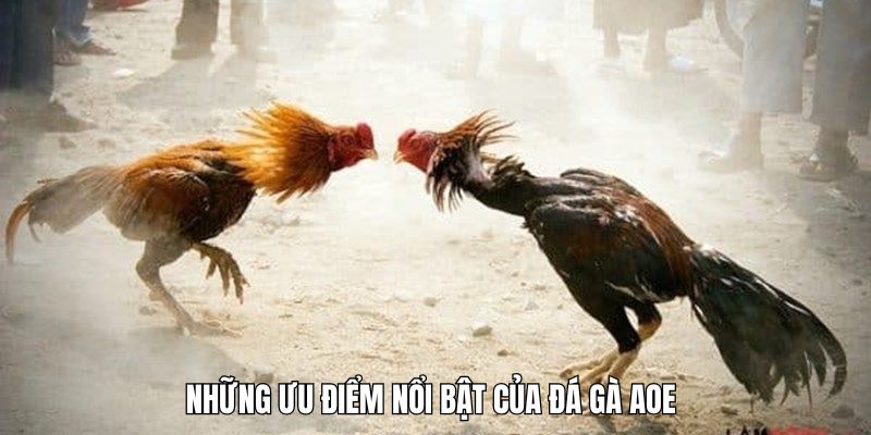 Những ưu điểm nổi bật của Đá gà AOE