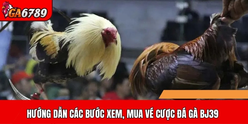 Hướng dẫn các bước xem, mua vé cược đá gà BJ39