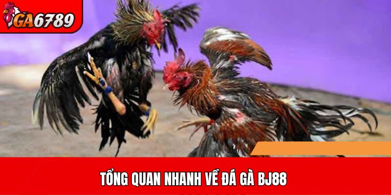 Tổng quan nhanh về đá gà BJ88