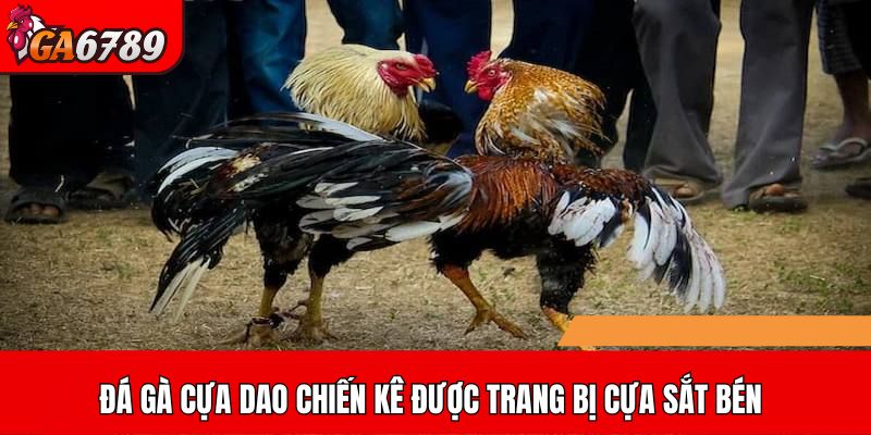 Đá gà cựa dao chiến kê được trang bị cựa sắt bén