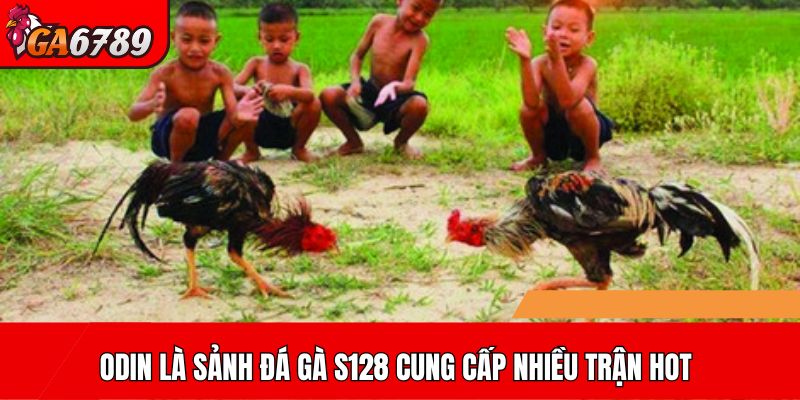 ODIN là sảnh đá gà S128 cung cấp nhiều trận hot