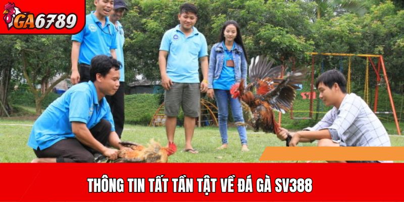 Thông tin tất tần tật về đá gà SV388