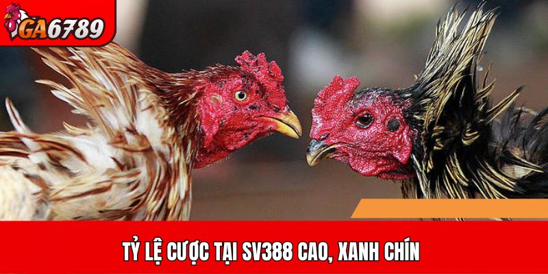 Tỷ lệ cược tại SV388 cao, xanh chín