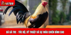 Đá gà tre