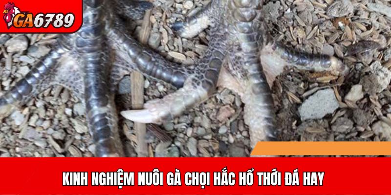 Kinh nghiệm nuôi gà chọi Hắc Hổ Thới đá hay
