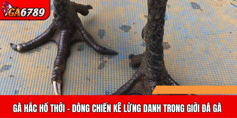 Gà Hắc Hổ Thới