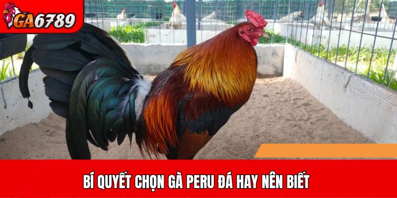 Bí quyết chọn gà Peru đá hay nên biết