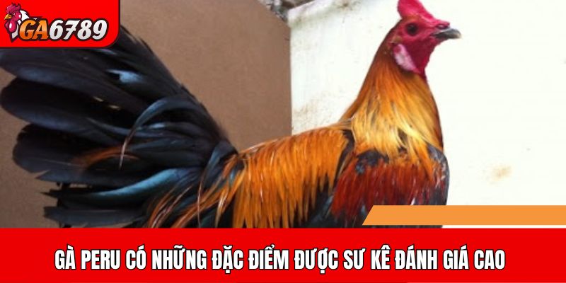 Gà Peru có những đặc điểm được sư kê đánh giá cao