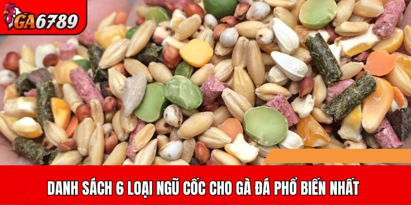Danh sách 6 loại ngũ cốc cho gà đá phổ biến nhất