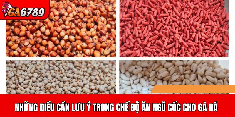 Những điều cần lưu ý trong chế độ ăn ngũ cốc cho gà đá