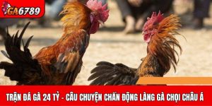 Trận đá gà 24 tỷ