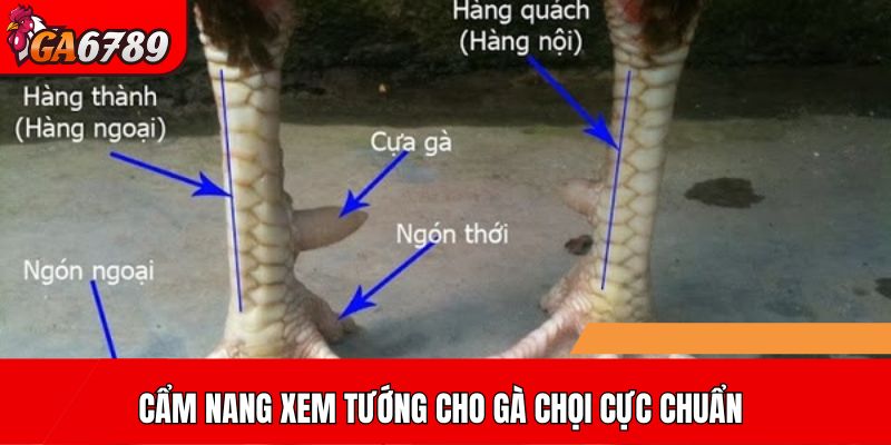 Cẩm nang xem tướng cho gà chọi cực chuẩn